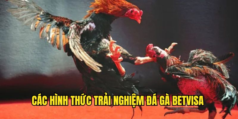 da-ga-betvisa-hinh-thuc