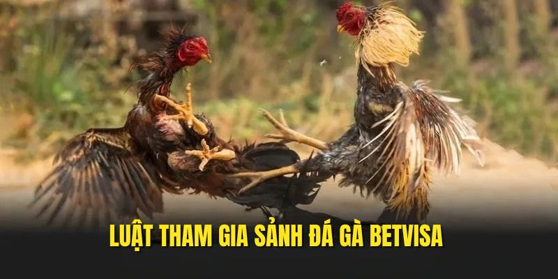 da-ga-betvisa-luat-tham-gia